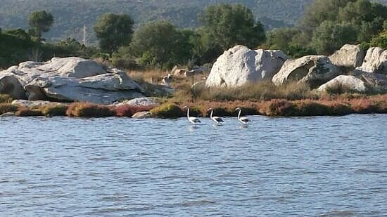 Stagno di San Teodoro
